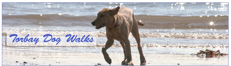 Picture of yellow labrador running on beach at Goodrington Sands, Paignton