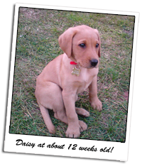 Picture of our dog Daisy, a yellow Labrador puppy, at about 12 weeks old