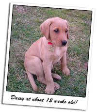 Daisy at about 12 weeks old Picture of our dog Daisy, a yellow Labrador puppy, at about 12 weeks old