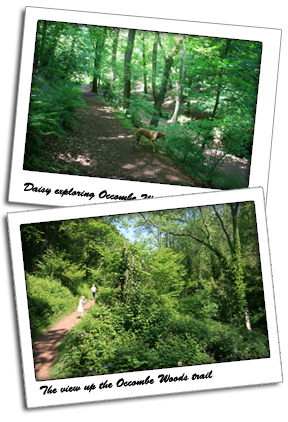 Views across Occombe Woods in Paignton